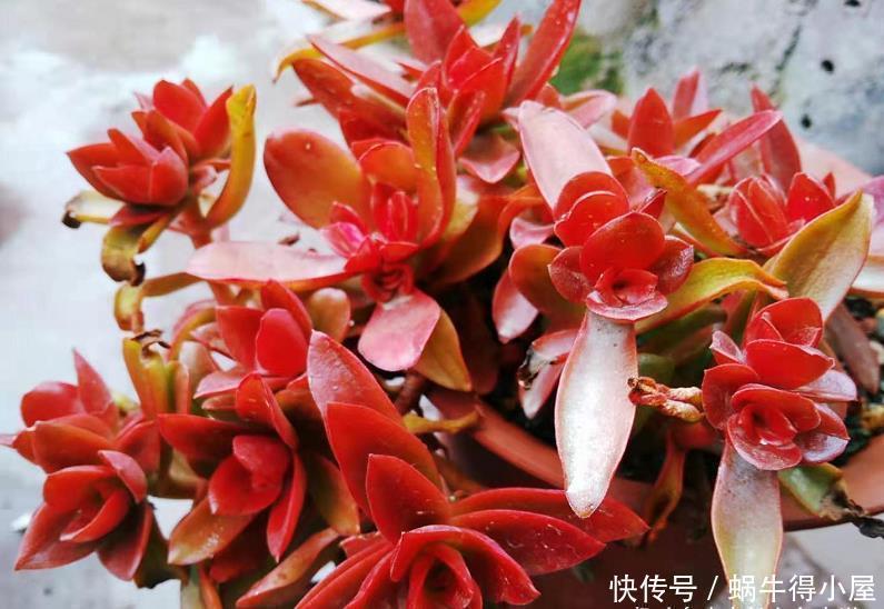 多肉|多肉火祭算不算好品种?看完它的优点和缺点,我想大家自有定论
