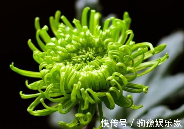 喜欢菊花，不如养盆“菊中珍品”绿朝云，花似惊鸿起舞，碧洁如玉