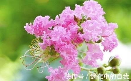 农历十一月大雪后，养什么花？家里养3种花，健康快乐福乐绵绵