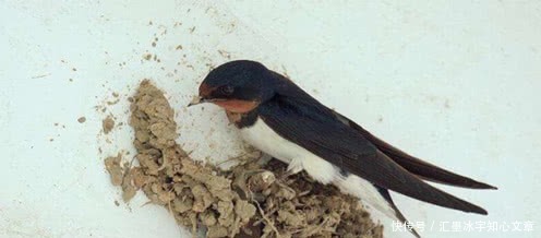 花无百日红|梁间燕共何人语庭下花无百日红