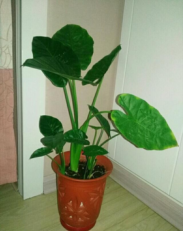 这种“养人”花，窗台客厅摆一盆，干干净净又杀菌