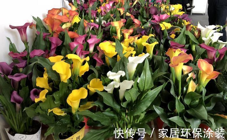 这4种植物真喜水,居家盆栽不用“特意”控水