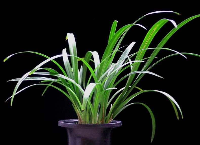 绿宝石|午休丨静待花开终有时