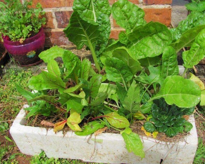 养花|总用泡沫箱养花种菜,好不好听听过来人怎么说