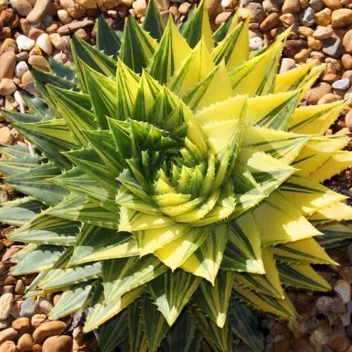 芦荟中的“女王”，价格不菲很少见，做好2点叶片肥厚“转圈圈”