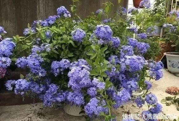 阳台|夏天养花就要养它们,放在阳台狠狠晒,天天开成小花园!