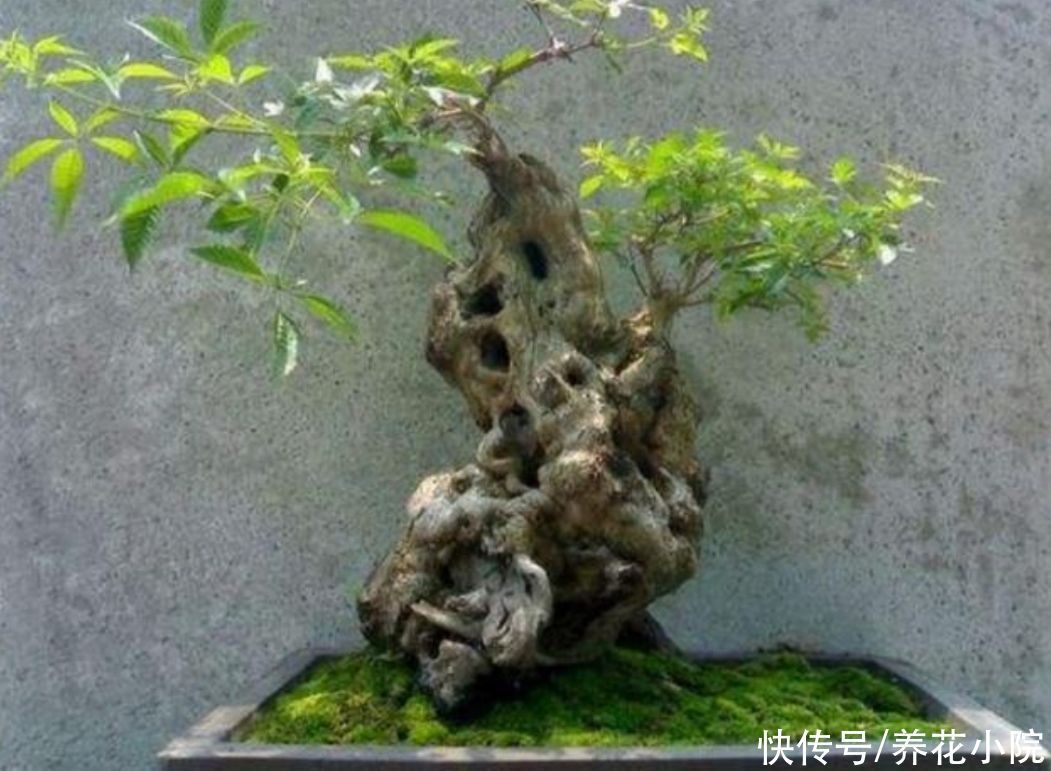 盆景不用买,5种常见的树,做成盆景漂亮又美观