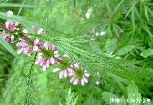 月经量少|月经量少是衰老的前兆,经常用它泡水喝,补血养颜更有女人味