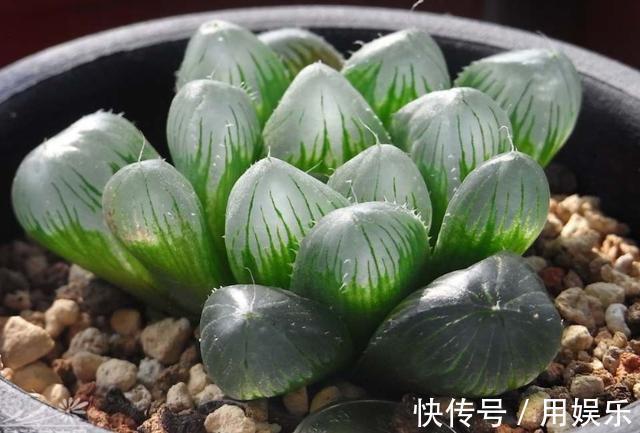 gt|看一眼就入“多肉坑”,这10种高人气多肉,外表太可爱了!