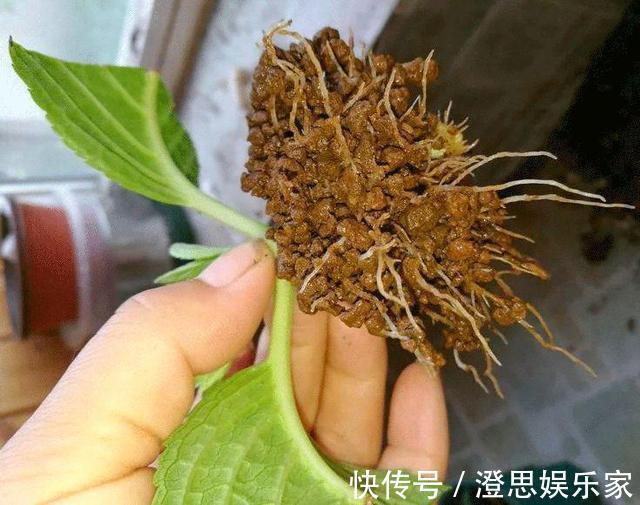 大岩桐|夏天扦插花卉,挑选“1种”枝条,7天冒白根,事半功倍,新手都会