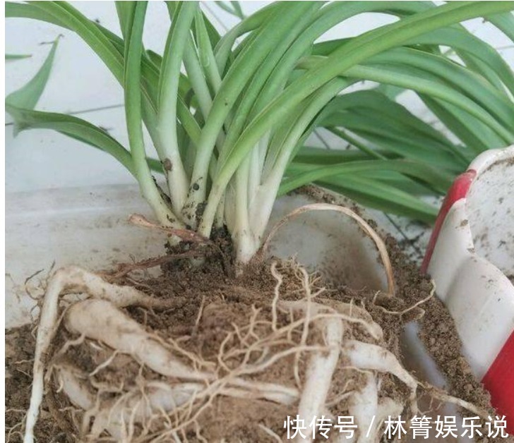 小吊兰|秋天吊兰怎么养教你这些小妙招，1盆轻松变多盆
