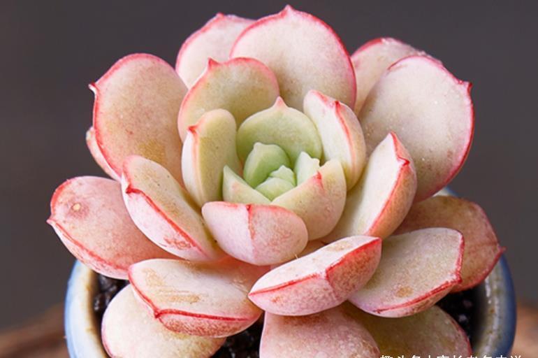 多肉|夏天最不容易养活的10种多肉,环境不好或者没有经验的肉友请绕行
