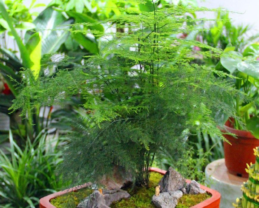 发黄|养好文竹,有3点很重要,叶子清新翠绿,枝叶繁茂