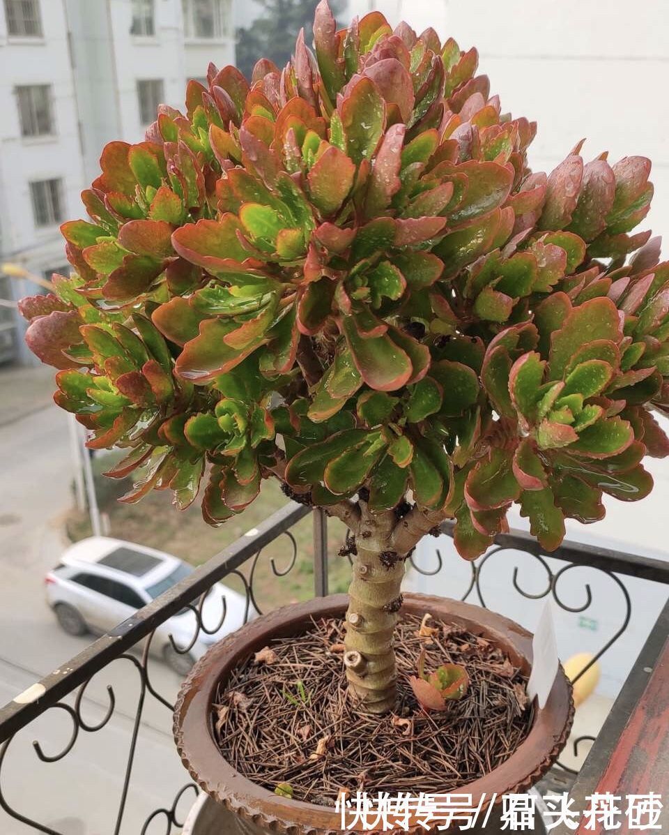 长寿花嫁接在“老桩”上,到了11月满枝“冒花苞”,花量很大