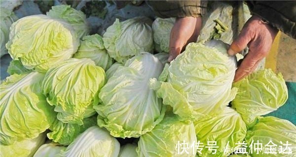 东北白菜是几月份种