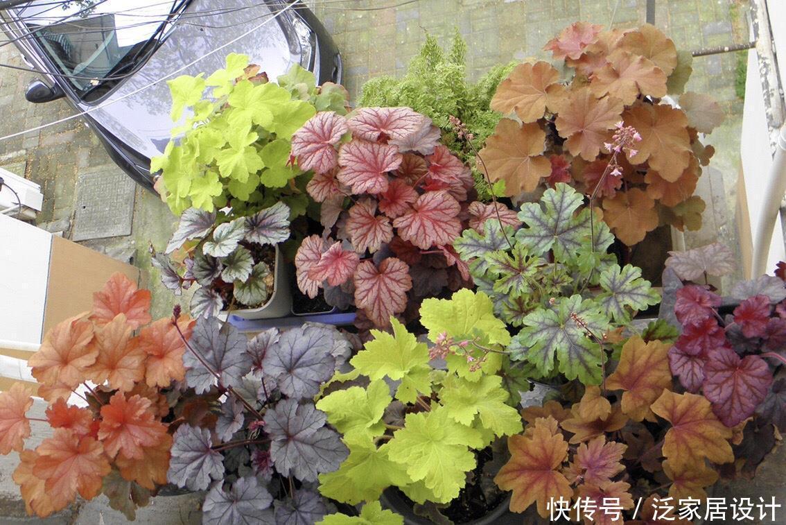 长得不好看?越冷越鲜艳,叶子七彩色,花叶具美的寒冬“颜值王”