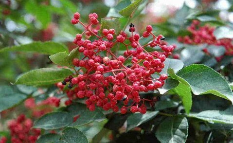 止痛|花椒温中散寒、除湿止痛,农民种植花椒如何增产增收,只需四点