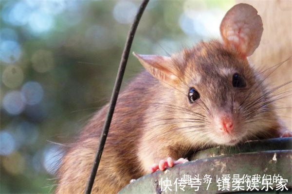 九月生|生肖鼠的婚姻配对出生在不同月份的属鼠人,配对大有讲究!