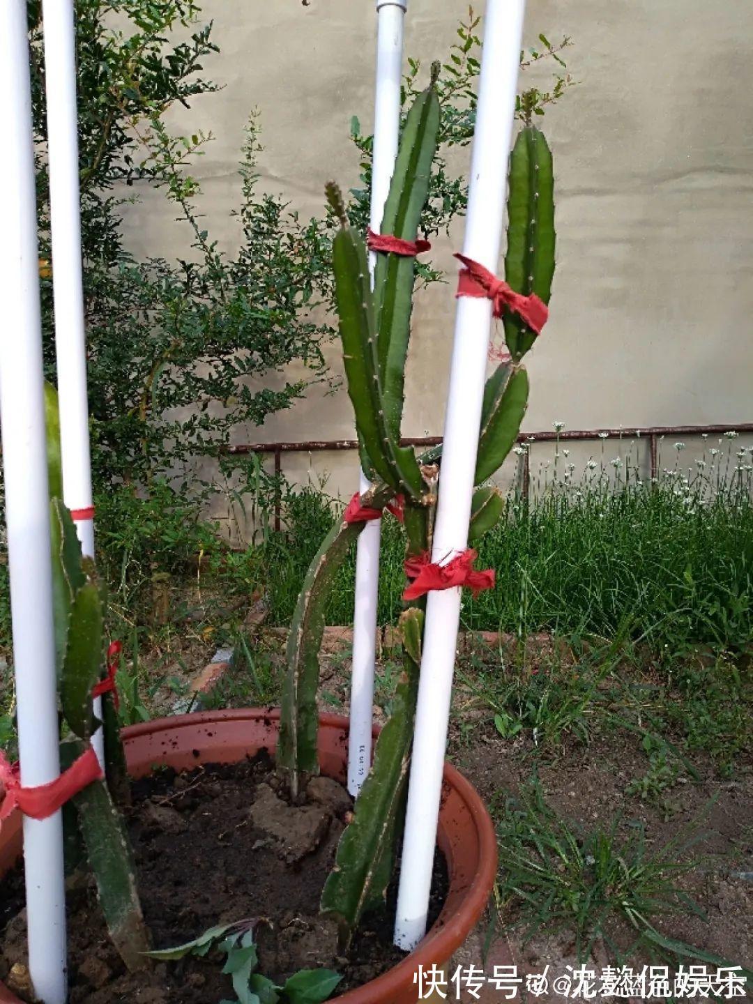 枝条|大粗杆插土里,7天生根,当年结果压弯枝,不用买水果了!