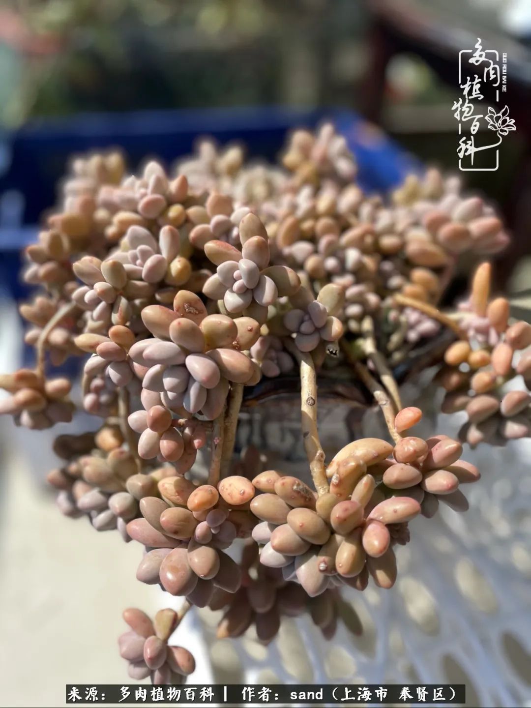 带着200多盆多肉,三个月搬两次家,是一种怎样的体验