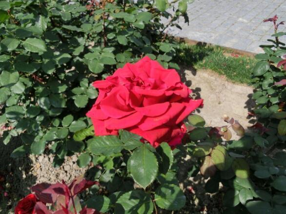 喜欢菊花,不如养盆“菊中珍品”,如鸳鸯戏水,鲜艳美丽