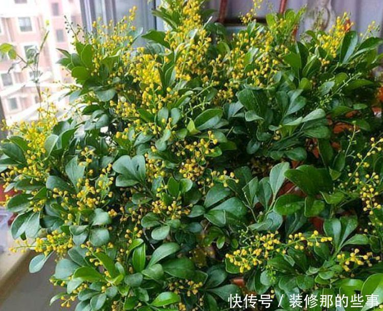 4种花吸甲醛很厉害,养上几盆,室内甲醛没了,生活更舒适!