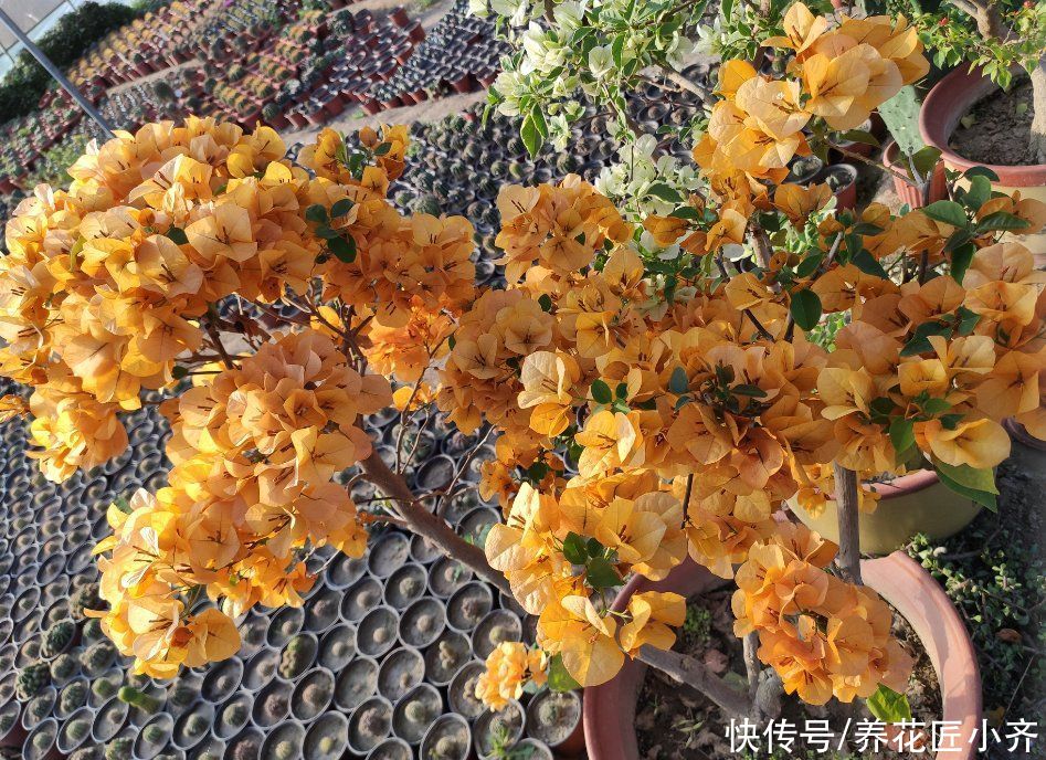 三角梅的正确打理技巧，买到就要做对，养护才简单，才能四季开花