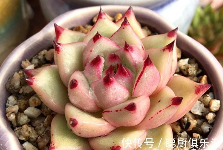 要说东云系名字最多的多肉,那非天狼星莫属,4个名字真是没谁了