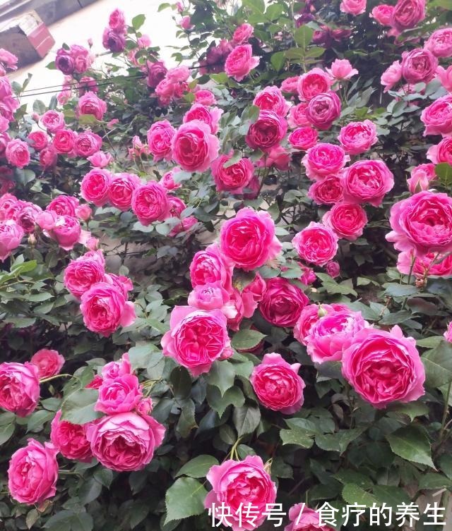 此款藤本植物,长势超快,一年可养成花墙,全年开花,你值得拥有!