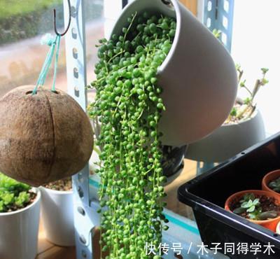 养护|3种多肉植物,6月养一盆正当时,耐热耐晒开花美,喜欢别犹豫