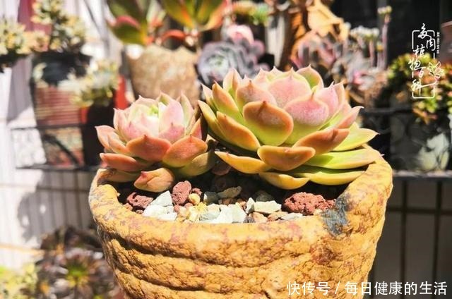 如何让多肉变美看看我是如何宠它们的!如何让多肉变美看看我是如何宠它们的!