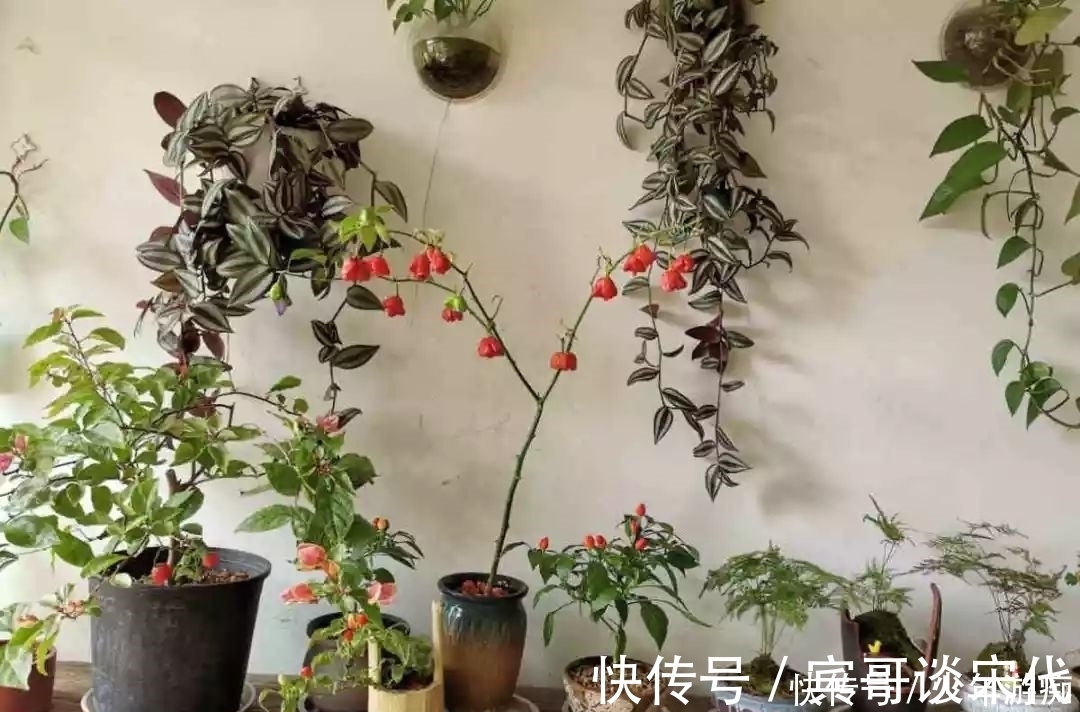 花园|养花技巧:客厅养一堆便宜花,一年四季开不停,没钱也能变花园!