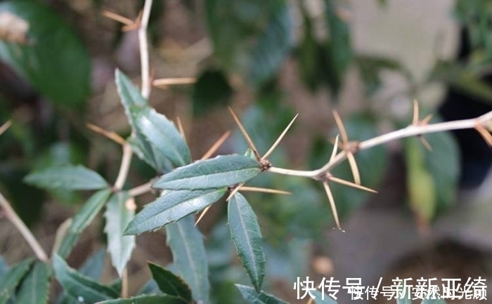 小檗碱|农村一种树,浑身长刺,但根部价值却极为珍贵,可抑菌抗肿瘤