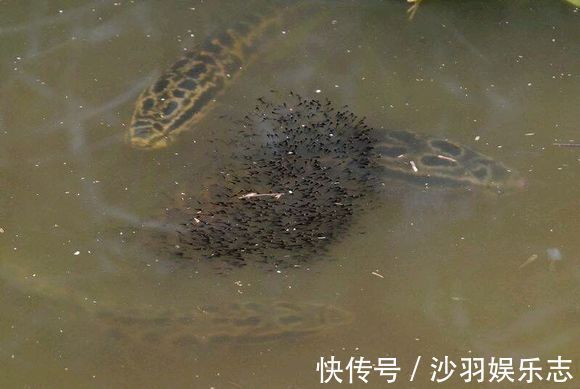 野钓用手竿钓底或钓浮，了解下面几点，黑鱼再凶也难逃