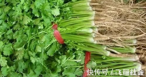 大厨|储存香菜,别再放冰箱了!20年大厨教你,放再久都不坏,翠绿新鲜!