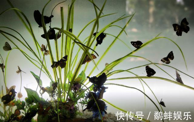 家中养护兰花,使用简单的“肥液”,新芽蓬发,轻松开花