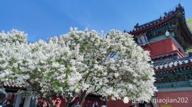 丁香盛开智化寺