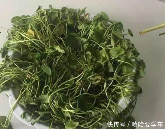 这10种花，冬天必须虐着养，断水又断肥，才能安全过冬！