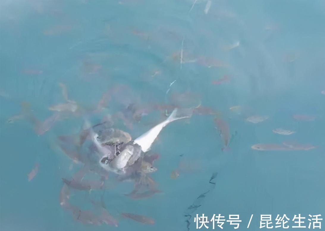 窝点|钓大鱼,如何避免小鱼闹窝?五招解决,所有水域通用