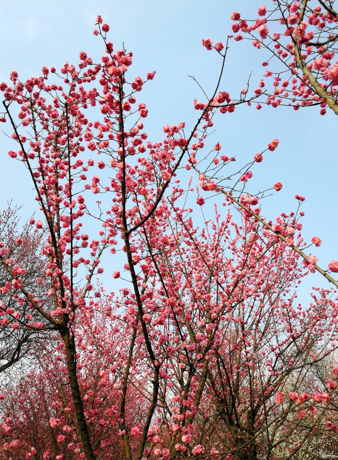 中年|大年初一的成都植物园