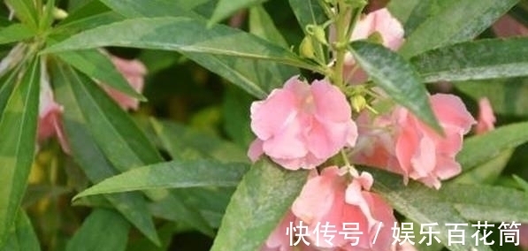 俗称“指甲花”，能染指甲能防蛇，却是“蛇蝎美人”，栽种要小心