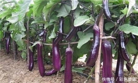 墨鱼|吃完茄子要当心,注意食用禁忌,却有很多人不清楚