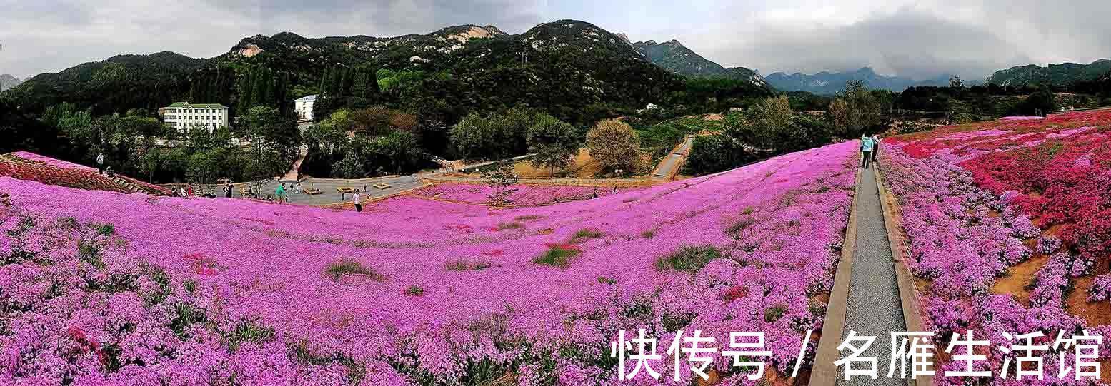 6种“漂亮花”,农村特别多,种一棵就开成花海,秋天赶快种起来