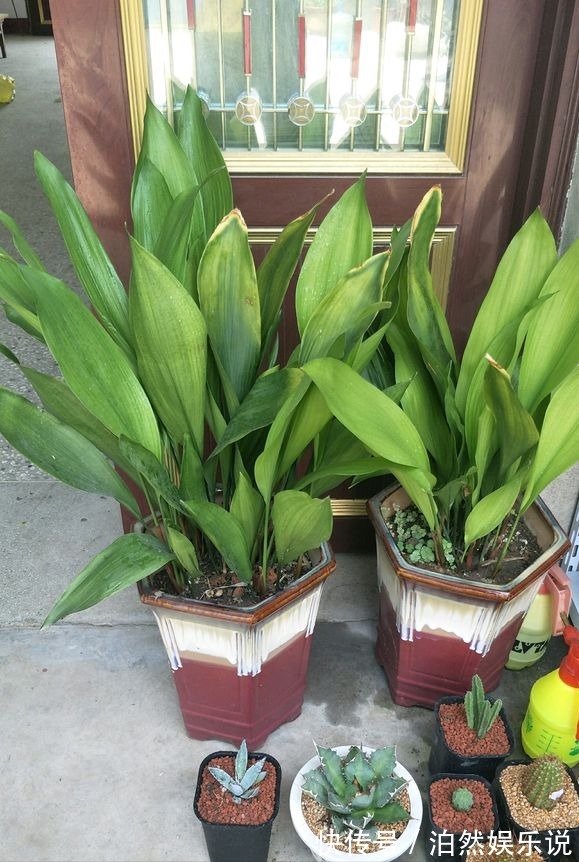 5种客厅“懒人花”,耐阴又耐旱,天天不管它,挤出满盆大笋芽
