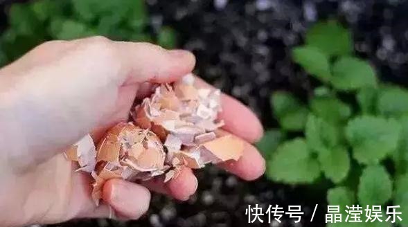鸡蛋壳养花效果到底是怎么样，你了解过嘛