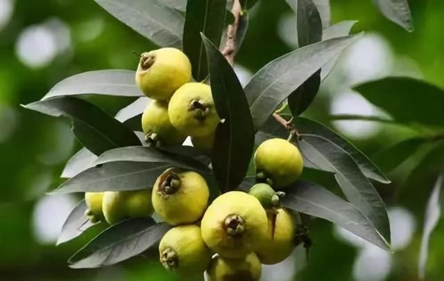南方特有的4种水果,作为南方人也不认识,北方人连听都没听过