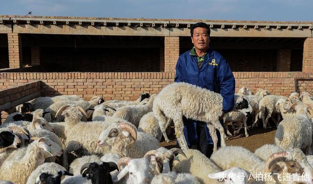 我国哪里的羊肉最好吃好吃的不止一家,这4个地区的羊肉都不错