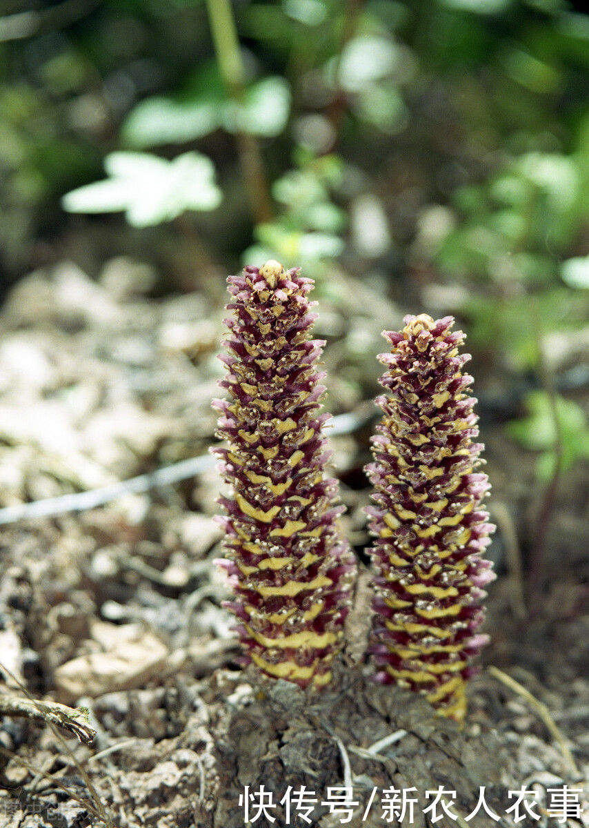 寄生在赤楊根上的一種草，被大肆地人為采挖，如今成了保護植物