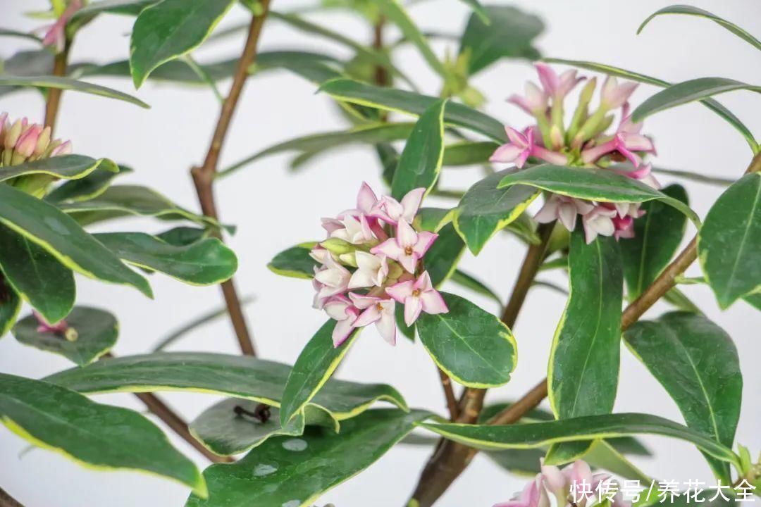 冬天好养的花，皮实不娇气，颜值高上档次，咋养都开花