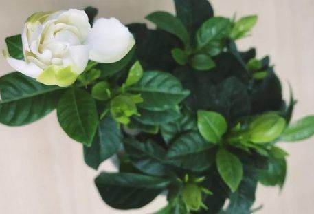 长寿花、栀子花、瓜叶菊等不开花、花苞少用点这个，喷啥啥开花